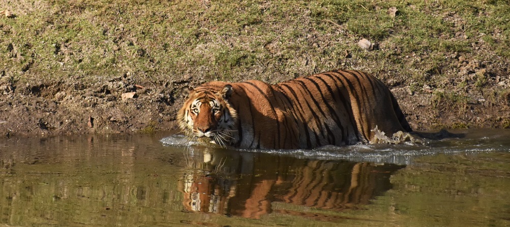 Pench Morning vs Evening Safari: Which Offers Better Wildlife Sightings?
