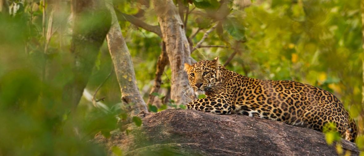 Perfect Weekend Trip to Pench National Park from Nagpur