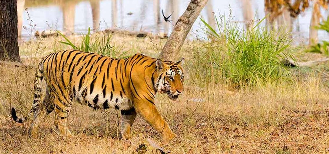 Must-Have Experiences in Pench National Park