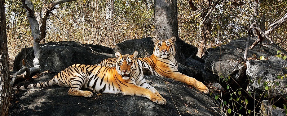 Rare Sighting in Pench National Park