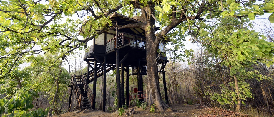 Pench National Park: A Tapestry of Habitats and Ecosystems