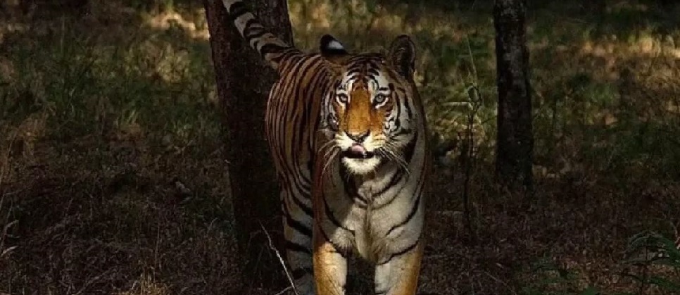 Pench Tiger Reserve Achieves Milestone: India's Inaugural Dark Sky Park