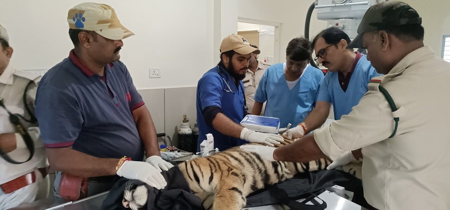Rescued from Well, Female Tiger Cub Undergoes Treatment