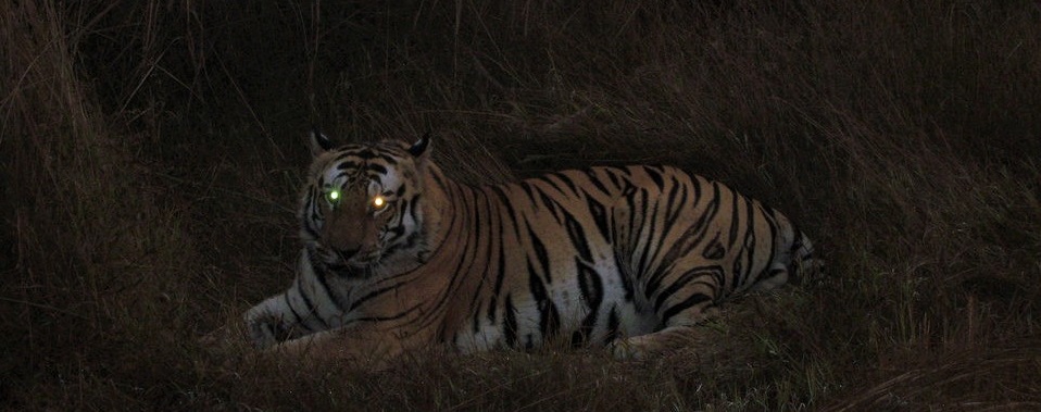 Night Safari in Pench National Park