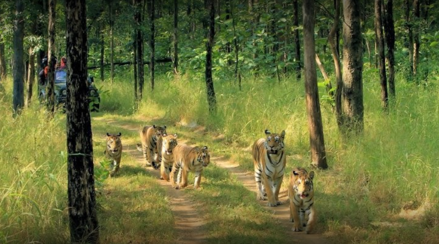 Your Happy Place is here in Pench National Park