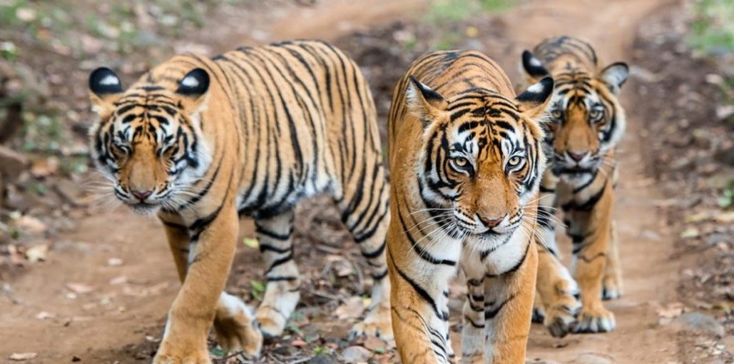 Pench National Park to Reopen from October 1