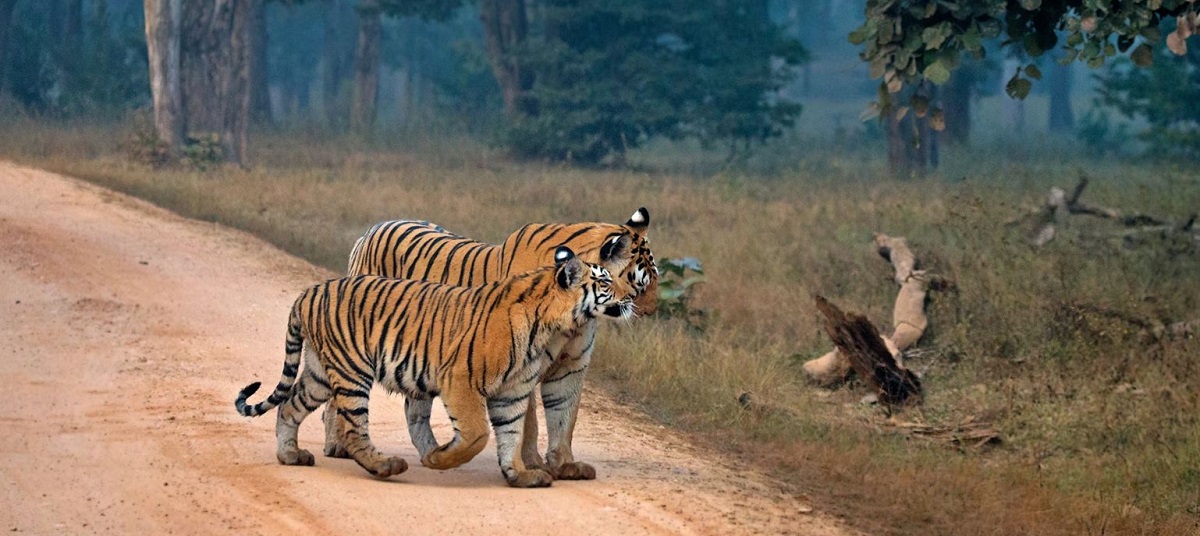 The Ultimate Travel Guide to Pench National Park for First Timers