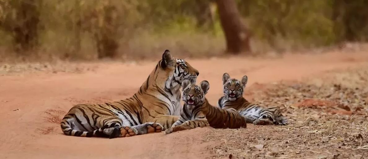 Get the Best Pench Tour Package for Wildlife Tour in December