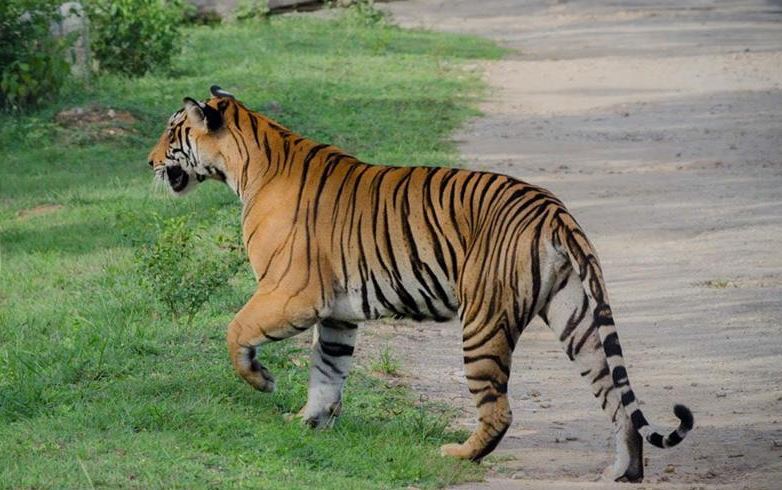 Unfold the Hidden Gems of Wardha along with Pench National Park