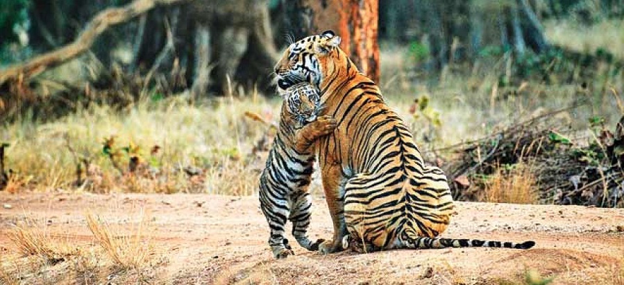 Pench National Park – A Lifeline for Tigers in India