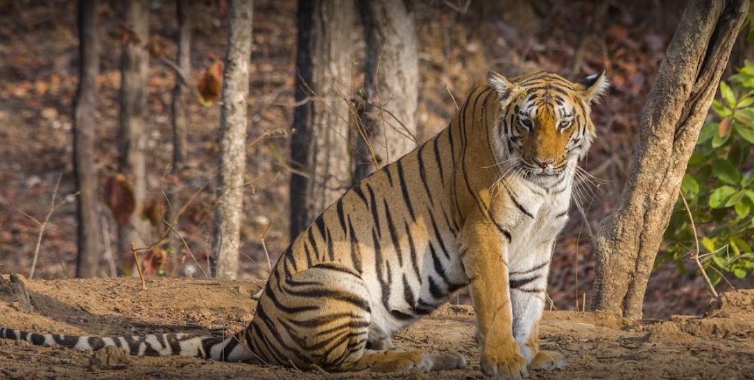 Pench National Park and Tiger Safe Haven