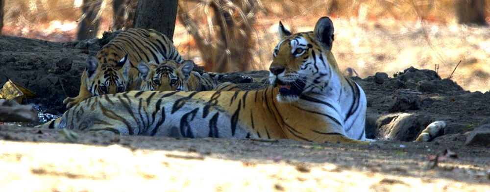 Say ‘Hi!’ to the Tigers of Pench National Park
