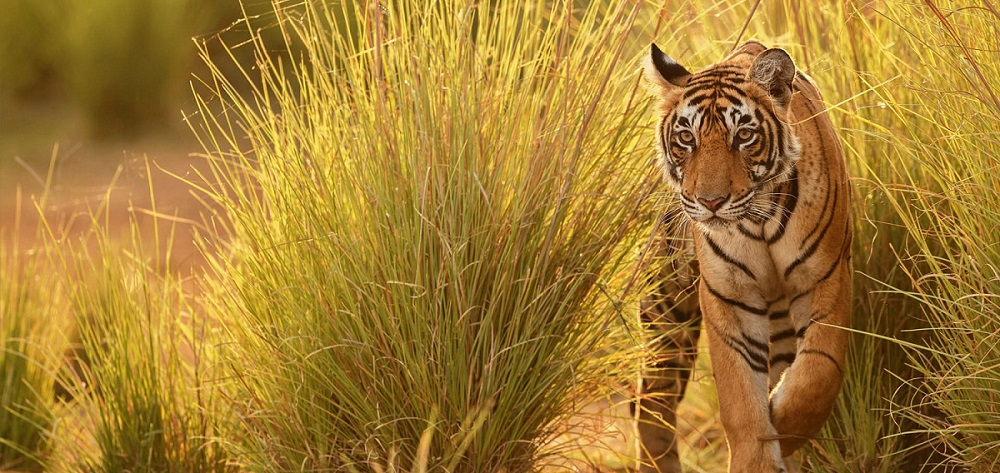 Quick Summer Holiday Getaway to Pench National Park in 2025
