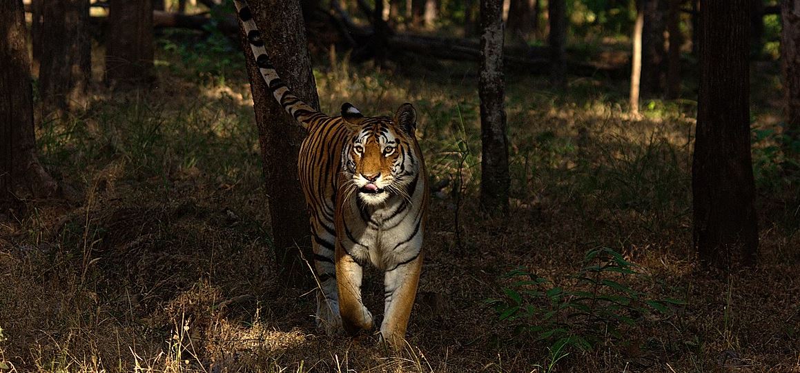 A Comprehensive Guide to Track and Spot Tigers