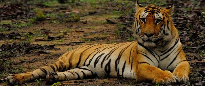 The Call of the Wild: Why You Should Embark on a Pench Tour