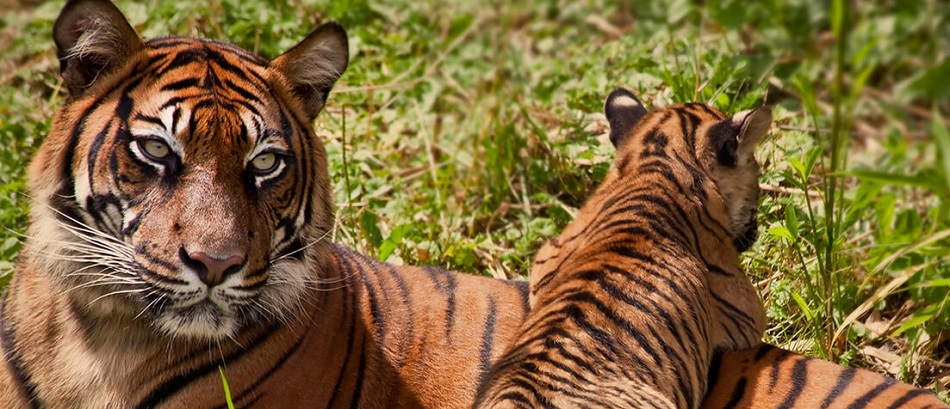 Comfortable Visit to Pench with Climate Analysis