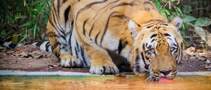 Visit Pench National Park in October 2025 - Know Why