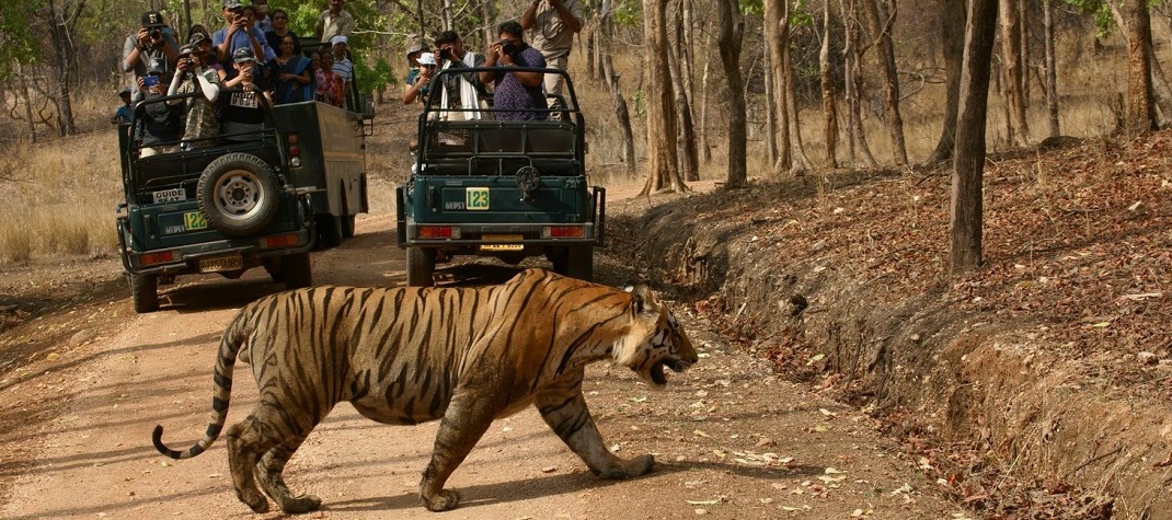 Why a Trip to Pench National Park should be on the Top of your bucket List