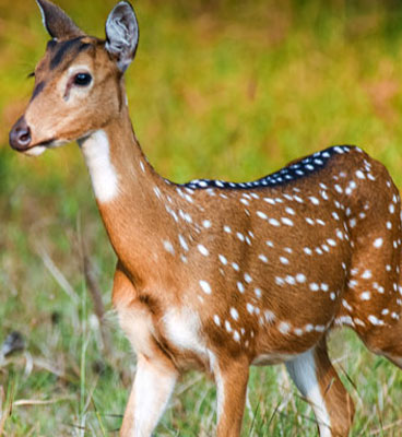 pench animal