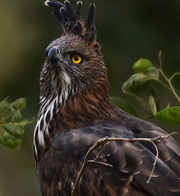 pench birds