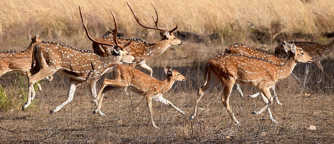 October to May: Best Time for Pench Wildlife Photography Explained