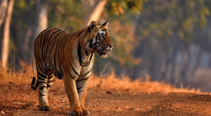 Here are 6 compelling reasons to visit Pench National Park