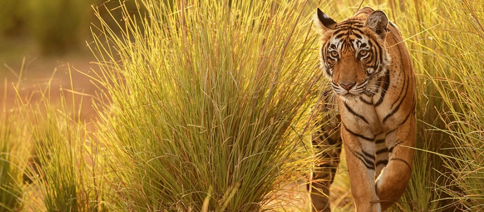 Pench’s Safari Booking and Tour Guide for a Solo Traveller