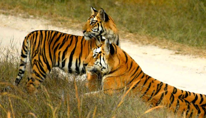 Unveiling the Secrets: How to Spot Tigers and Other Wildlife at Pench National Park