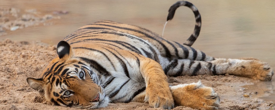 Plan for a Perfect Bhopal, Pench and Jabalpur Tour in 6 Days