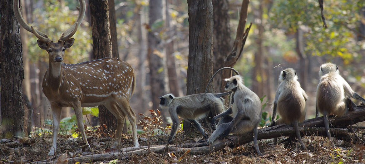 A Park with wildlife Pench National Park