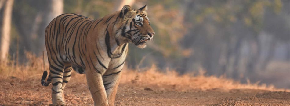A Comprehensive Guide to Safari Experiences in Pench