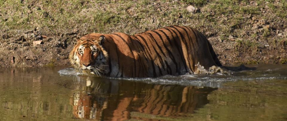 Step-by-Step Guide to Planning Your Pench National Park Safari