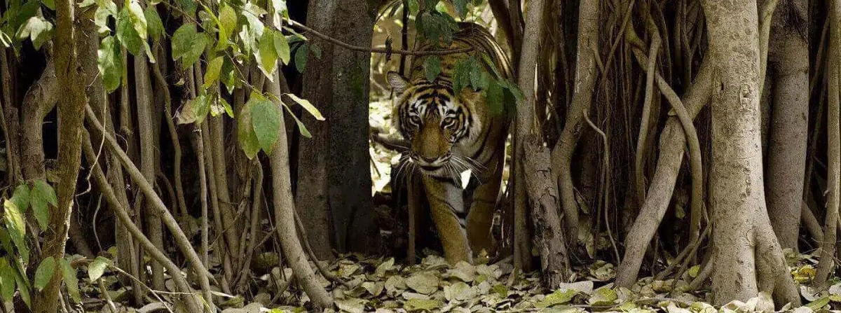 Best Hacks to Book Pench Jeep Safari for the Peak Tourist Season