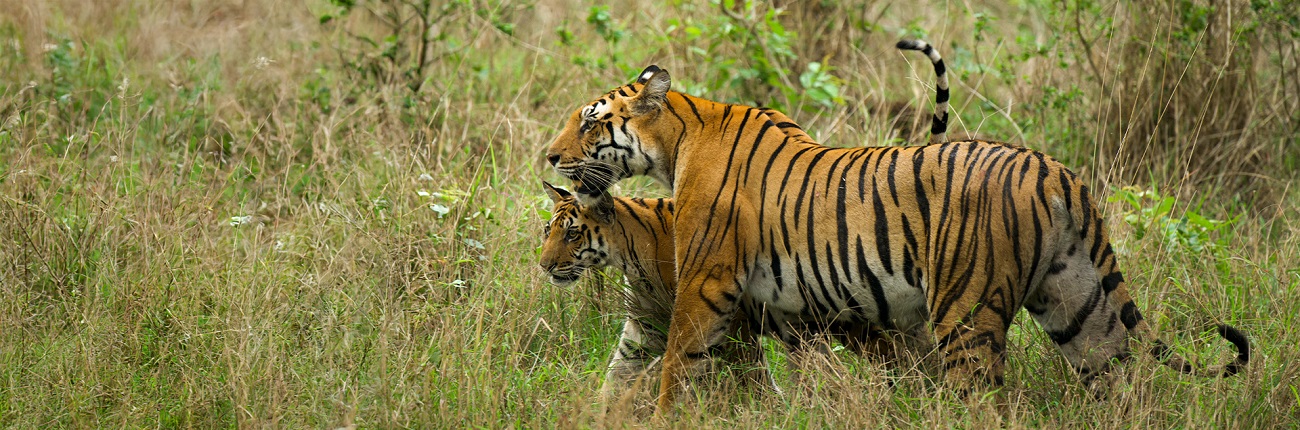 Planning a Pench Safari Tour in Summer vs Winter Season