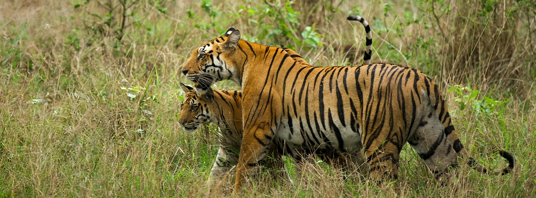 Which Side of Pench’s Safari Zones is Better? Maharashtra or Madhya Pradesh