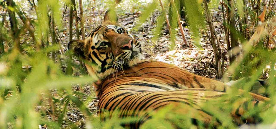 Know Safari Zones in Pench National Park