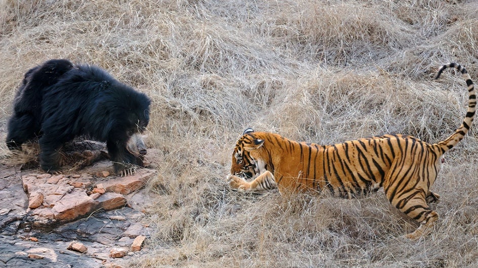 Sloth Bears of Pench National Park