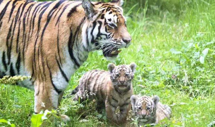 Tiger T-4 Spotted in Pench National Park with her Four Cubs
