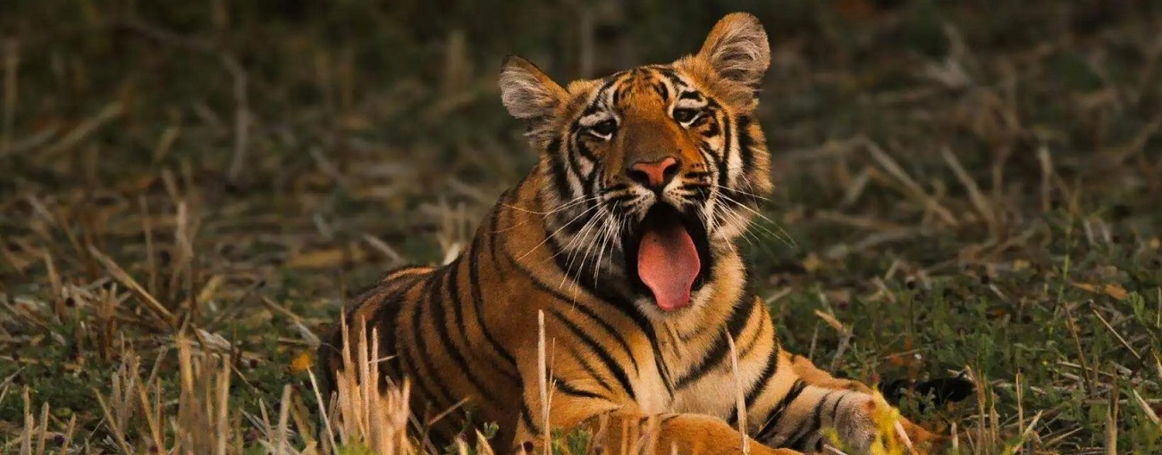 An Exciting Pench and Tadoba Wildlife Safari Tour in 4N 5D