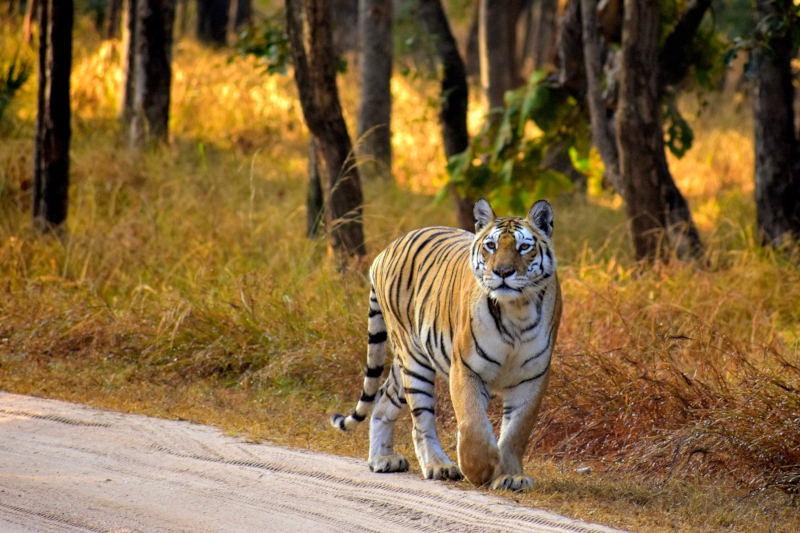 The Guardians of Pench Culture and Nature