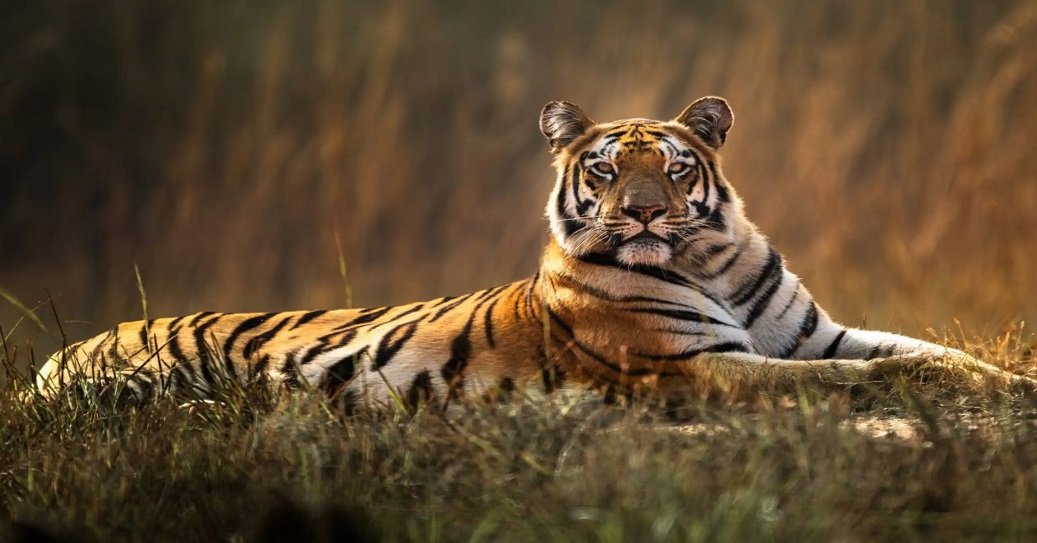 Adventure Of Wildlife Safari In Pench National Park Madhya Pradesh