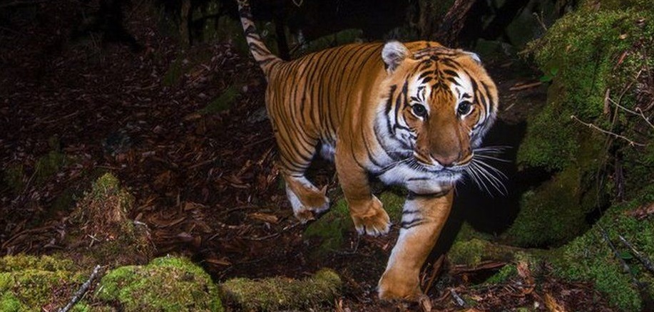 See Wild Tigers on Safari in Pench National Park in India