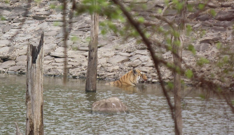 An Opportunity to Explore the Unique Wildlife at Pench National Park